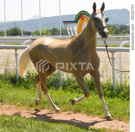Portrait of akhal-teke horse 8026701