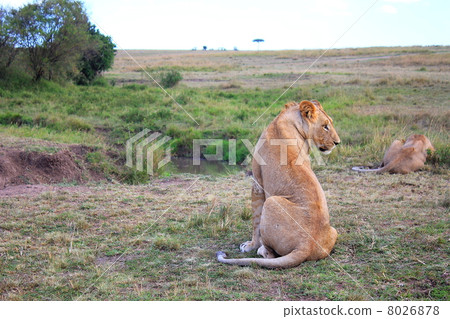 lion 8026878