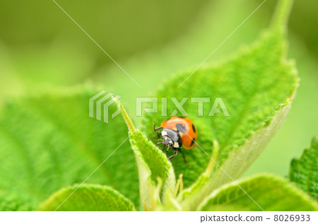 Ladybird 8026933