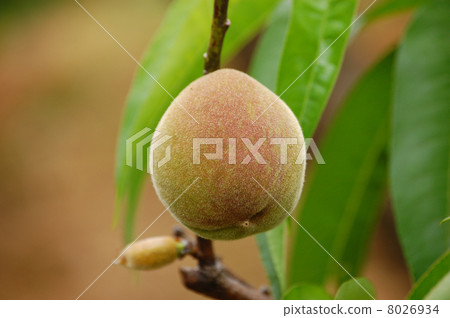 Peach tree Peach tree 8026934