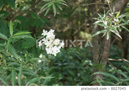 Nori Tougi Nori Tougi 8027045