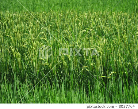 Summer paddy rice ear Summer paddy rice ear 8027764