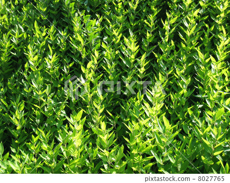 Green young leaves Green young leaves 8027765