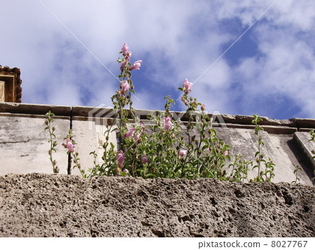 Flowers and blue sky 8027767