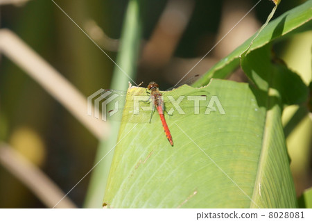 紅色蜻蜓秋天天空水Cannas葉子休息 8028081