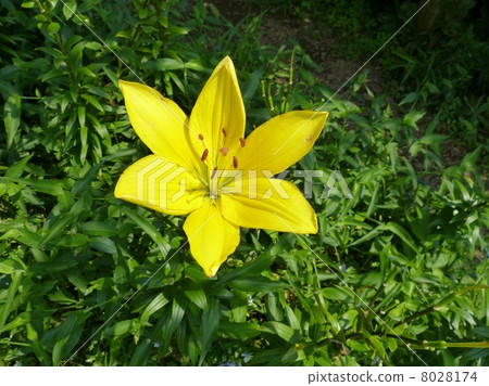 There is a gap in the petal, putting a cup of flower upward There is a gap in the petal, putting a cup of flower upward 8028174