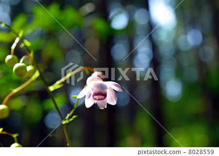 森林森林 森林森林 8028559