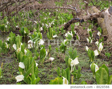 Collecting water Basho Collecting water Basho 8028566