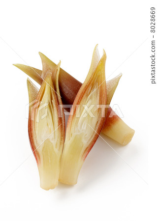 日本生薑 日本生薑 8028669