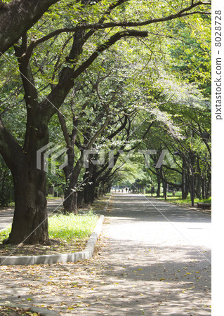 Koharugaoka公園的長廊 Koharugaoka公園的長廊 8028728