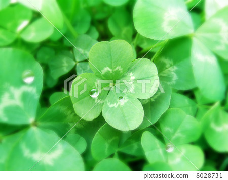 Four leaf clover and drops 8028731