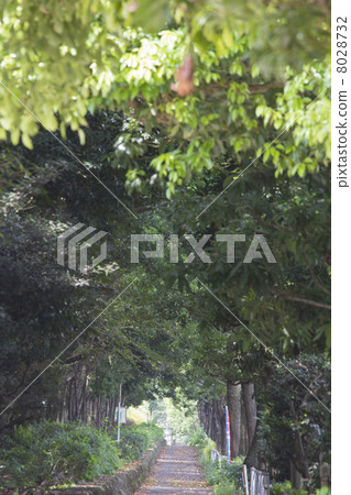 A straight sidewalk surrounded by green 8028732