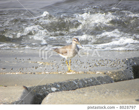 On the stone of the quay the bird's eye shark 8028797