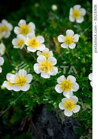 Tingleum用晨露弄濕了 8028906