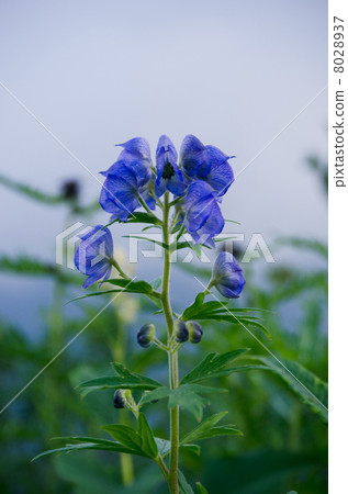 Torikabuto花 Torikabuto花 8028937