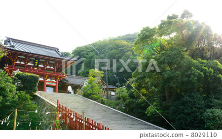 Summer Tsurugaoka Hachimangu Shrine Kamakura 8029110