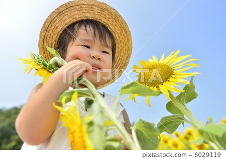 Sunflower field Sunflower field 8029119
