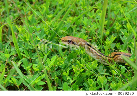 What is it! What? 8029250