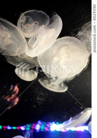 Water jellyfish 8029390