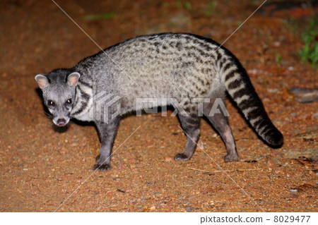 Malay Civet 8029477