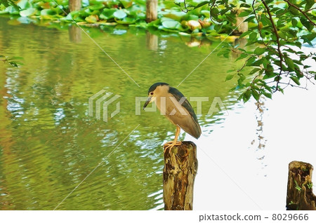 Waterfowl · Horizontal position at Goyasugi / Zenfukuji pond which showed up for predation near dusk 8029666