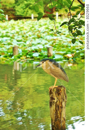 Waterfowl · Vertical position at Goyasugi / Zenfukuji pond which showed up for predation near dusk 8029668