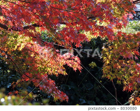 Autumn leaves Autumn leaves 8030080