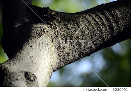 Shape of trunk 8030091