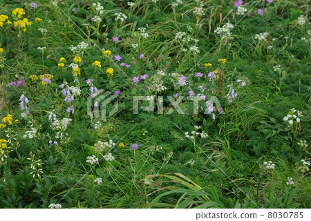 Flower garden of Iidake 8030785