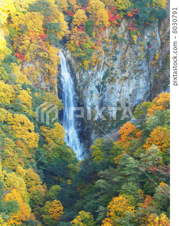 秋天的落葉 8030791