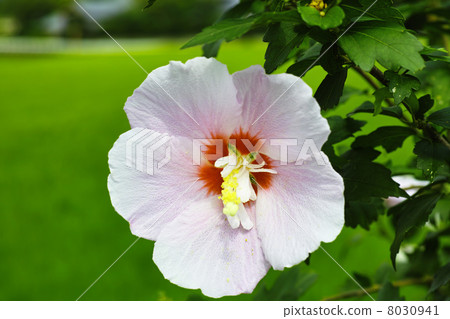 Fuyo America Fuyo 8030941