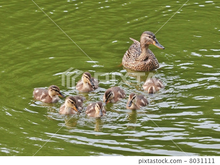 Duck 8031111