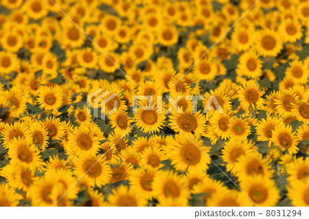 向日葵田 8031294