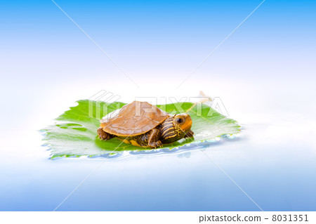 Baby turtle on a leaf Baby turtle on a leaf 8031351