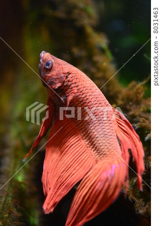 Beta Red type 8031463