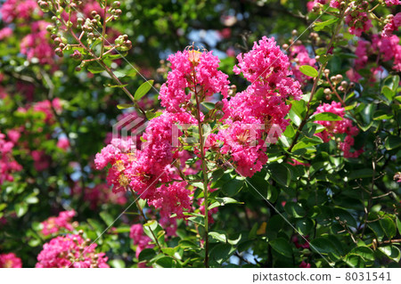 縐紗花 縐紗花 8031541