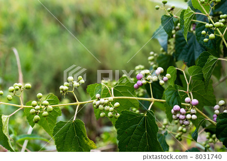 Wild grapes started to color 8031740