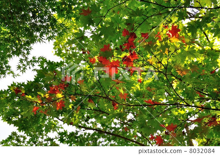 Seasonal autumn leaves Seasonal autumn leaves 8032084