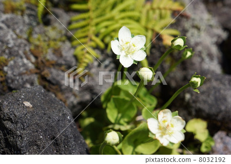 Umebachissau 8032192