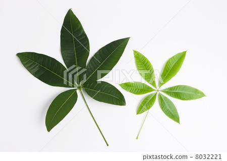 Pakira離開 8032221