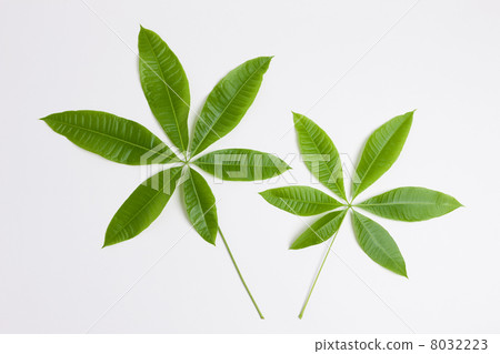 Pakira離開 8032223