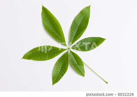 Pakira離開 8032226