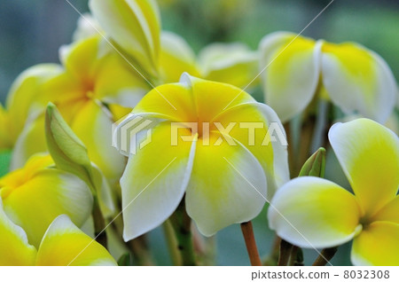 Plumeria Plumeria 8032308