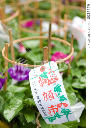 Morning glory 8032359