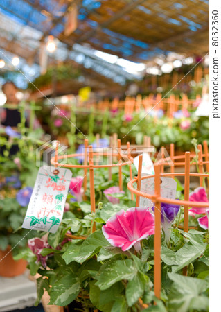 Morning glory 8032360