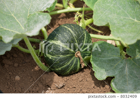 Pumpkin Field Pumpkin Field 8032409