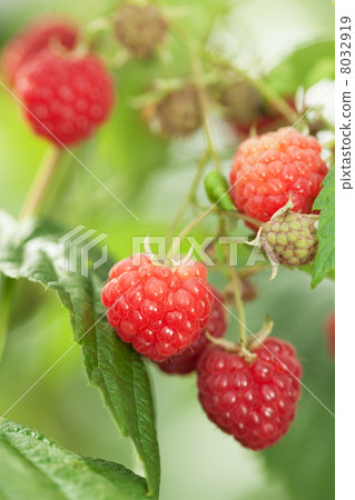 Raspberry field 8032919