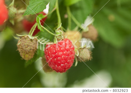 Raspberry field Raspberry field 8032923