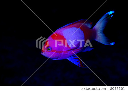 Violet Naga Hananai 8033101