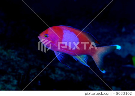 Violet Naga Hananai 8033102